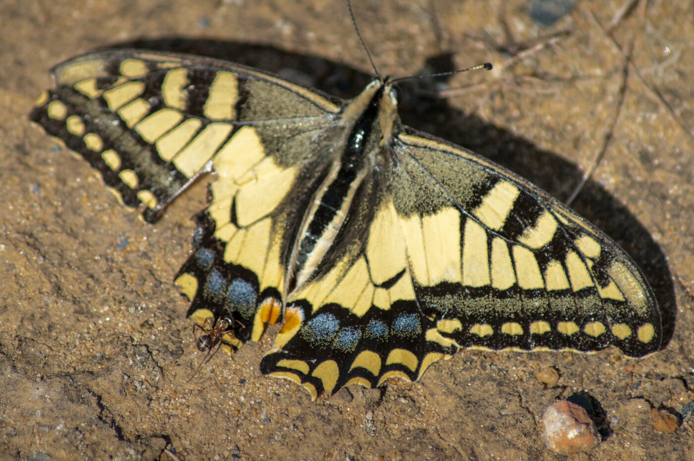 2020-0-18 - NSG Hürfeldhalde Dorsten