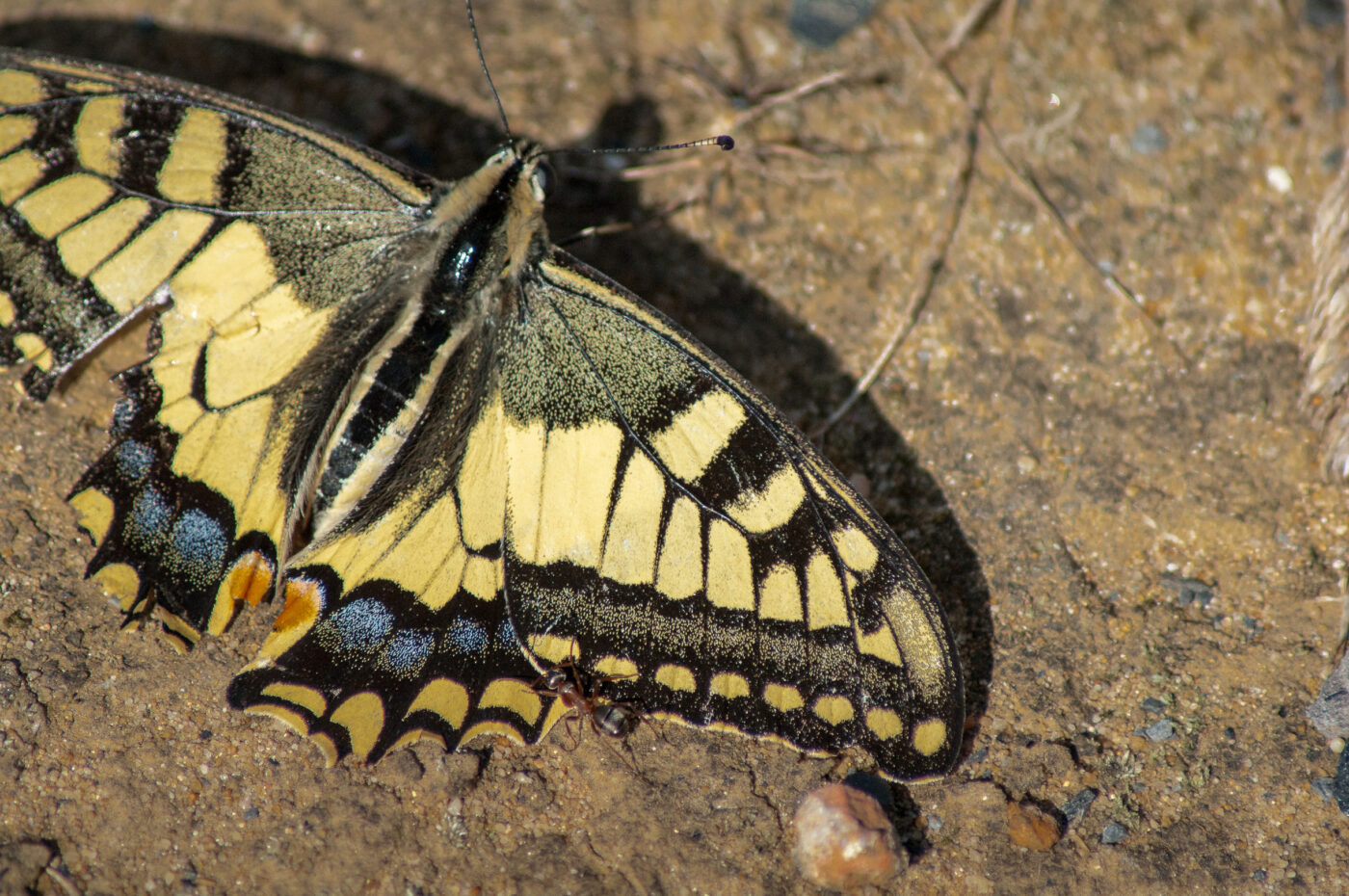 2020-0-18 - NSG Hürfeldhalde Dorsten