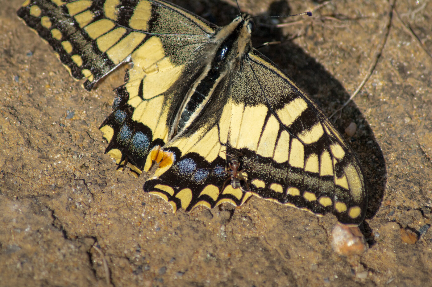 2020-0-18 - NSG Hürfeldhalde Dorsten