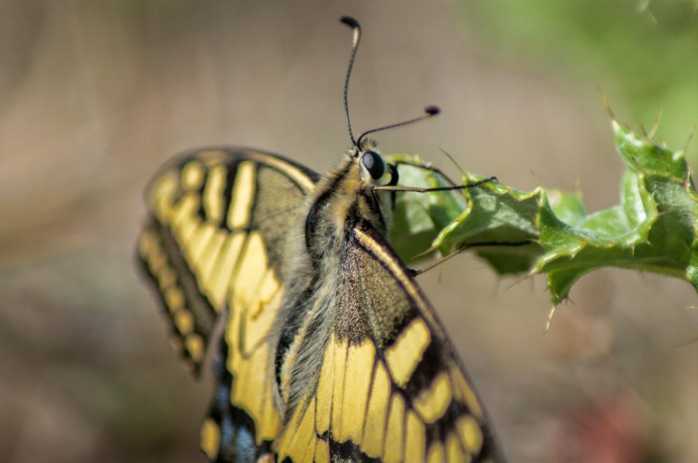 2020-0-18 - NSG Hürfeldhalde Dorsten