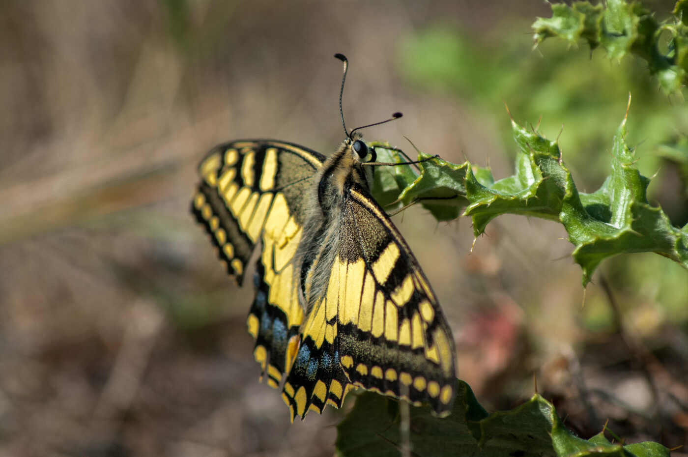 2020-0-18 - NSG Hürfeldhalde Dorsten