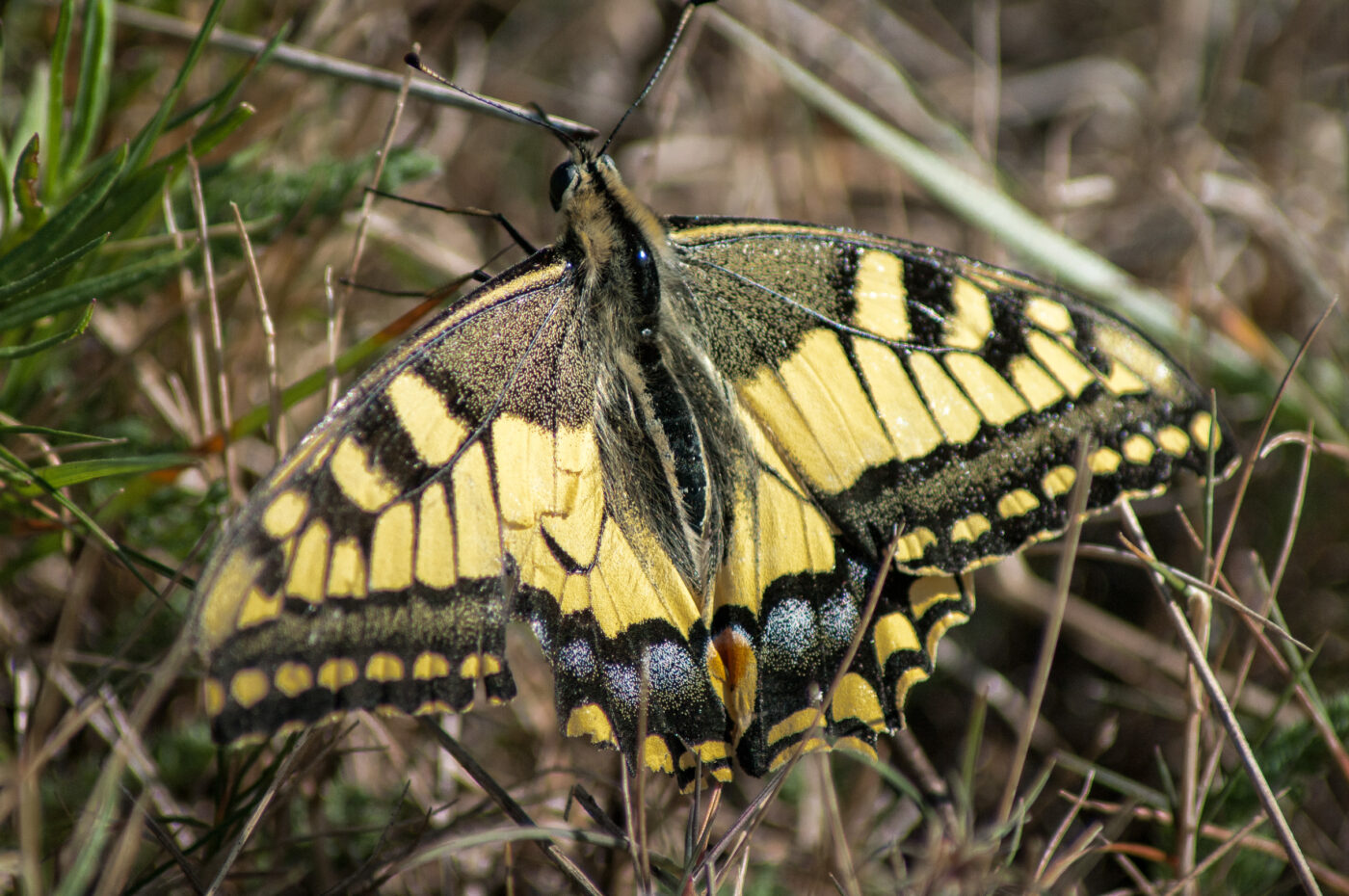 2020-0-18 - NSG Hürfeldhalde Dorsten
