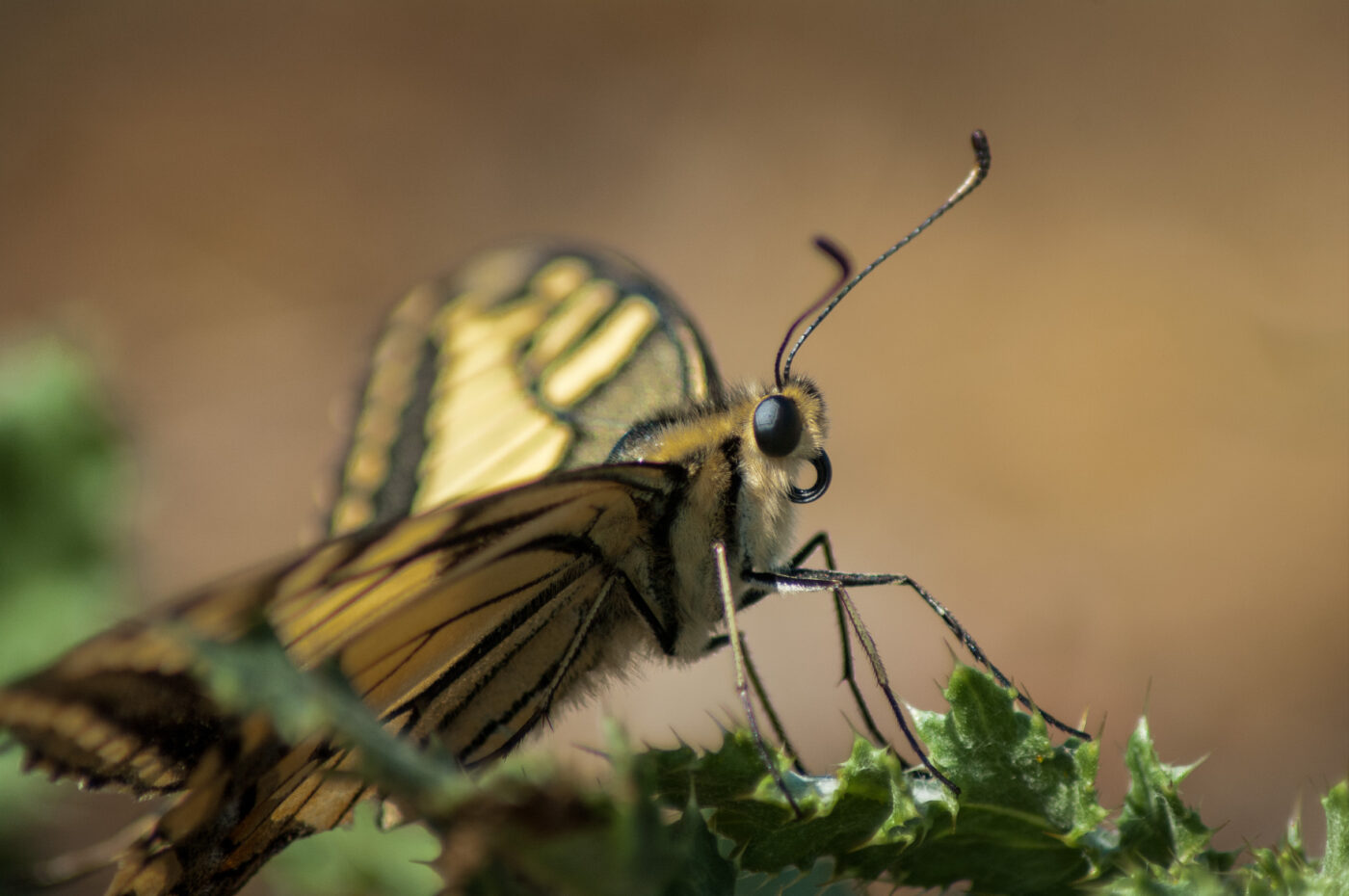 2020-0-18 - NSG Hürfeldhalde Dorsten