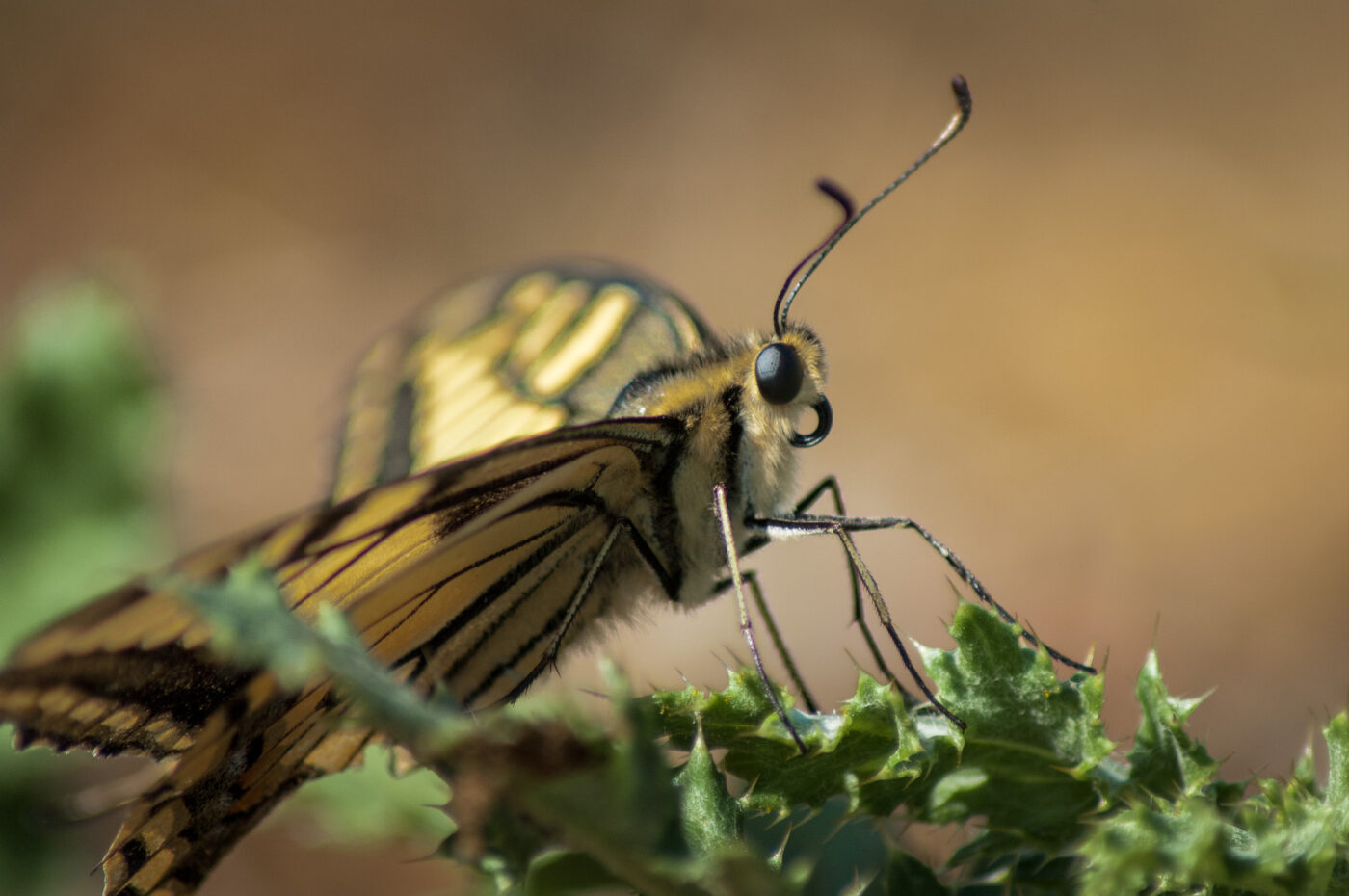 2020-0-18 - NSG Hürfeldhalde Dorsten