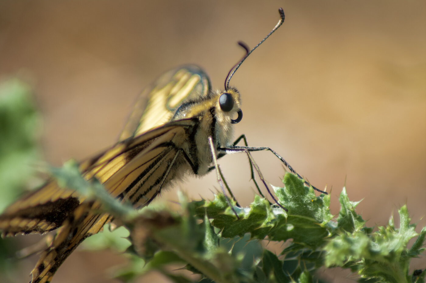 2020-0-18 - NSG Hürfeldhalde Dorsten