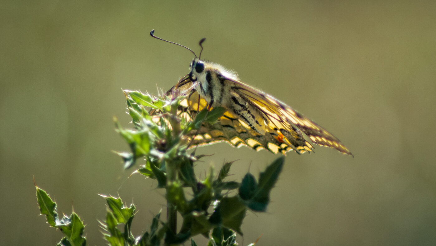 2020-0-18 - NSG Hürfeldhalde Dorsten