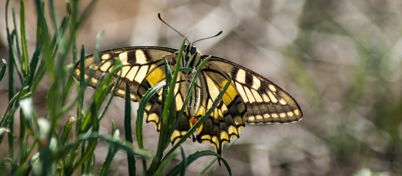 2020-0-18 - NSG Hürfeldhalde Dorsten
