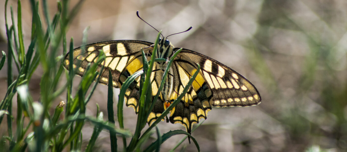 2020-0-18 - NSG Hürfeldhalde Dorsten