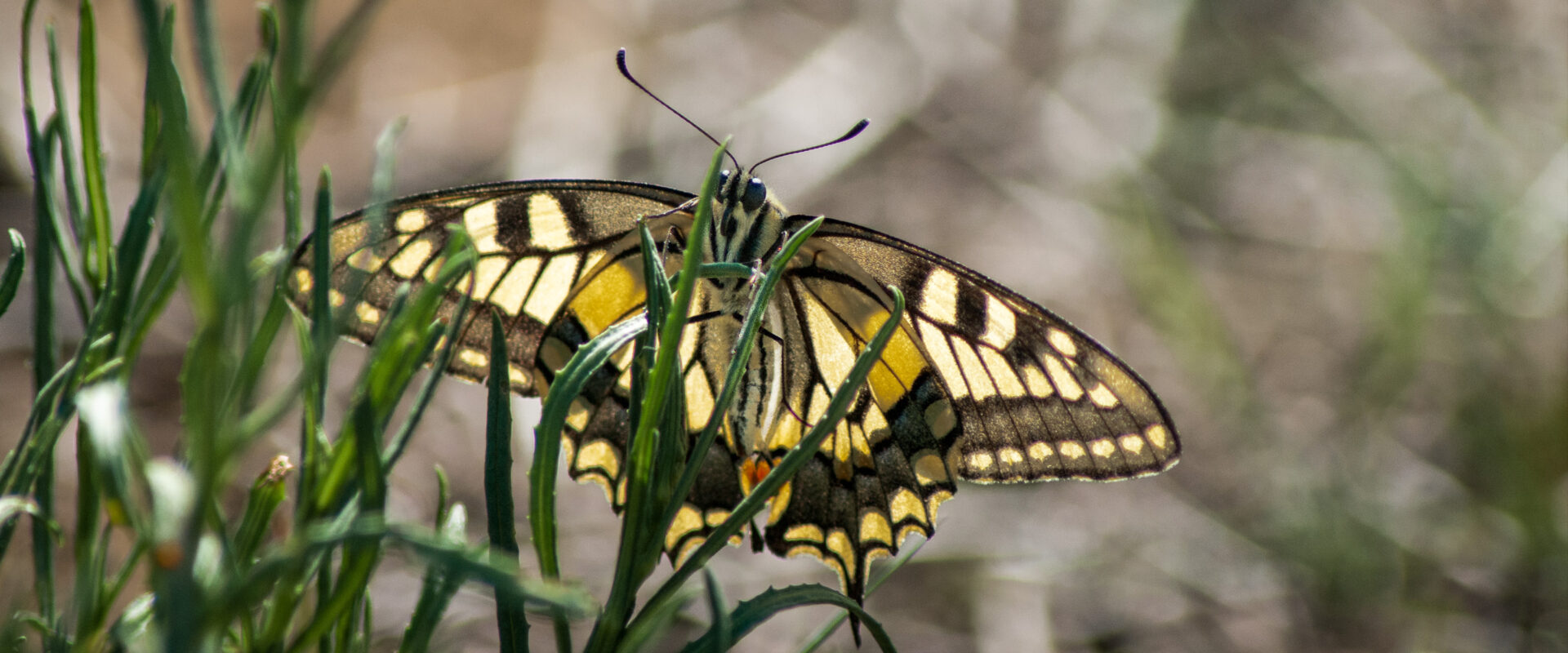 2020-09-18 – NSG Hürfeldhalde Dorsten