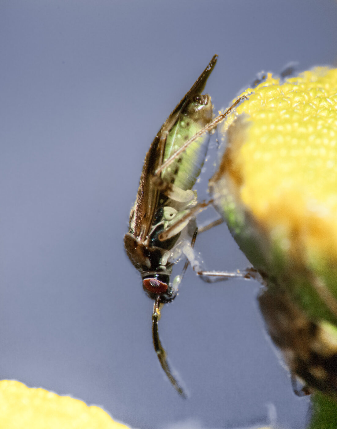 2020-0-18 - NSG Hürfeldhalde Dorsten