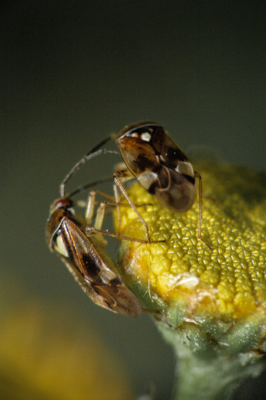 2020-0-18 - NSG Hürfeldhalde Dorsten