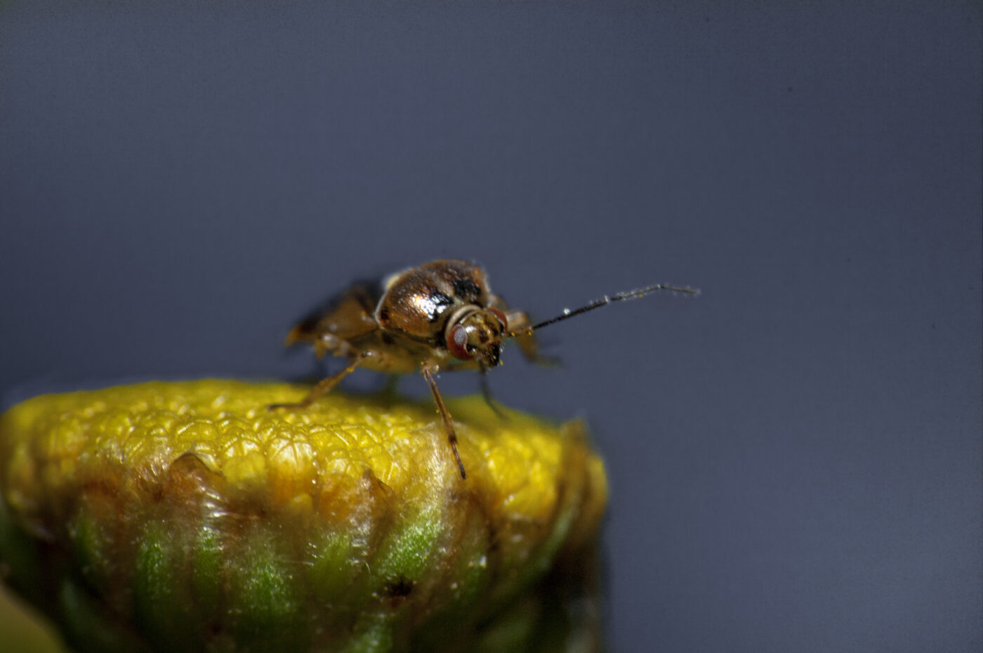 2020-0-18 - NSG Hürfeldhalde Dorsten