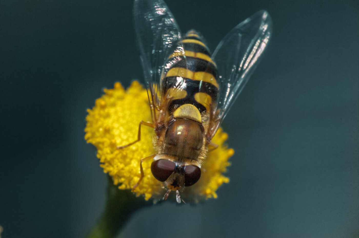 2020-0-18 - NSG Hürfeldhalde Dorsten