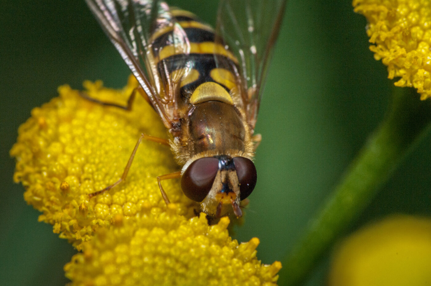 2020-0-18 - NSG Hürfeldhalde Dorsten