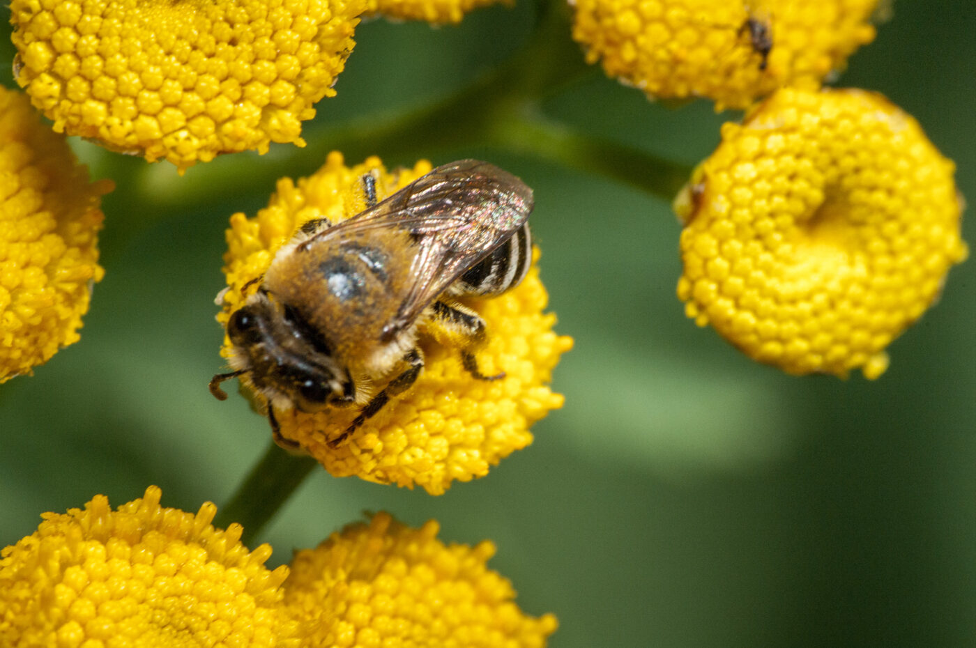 2020-0-18 - NSG Hürfeldhalde Dorsten