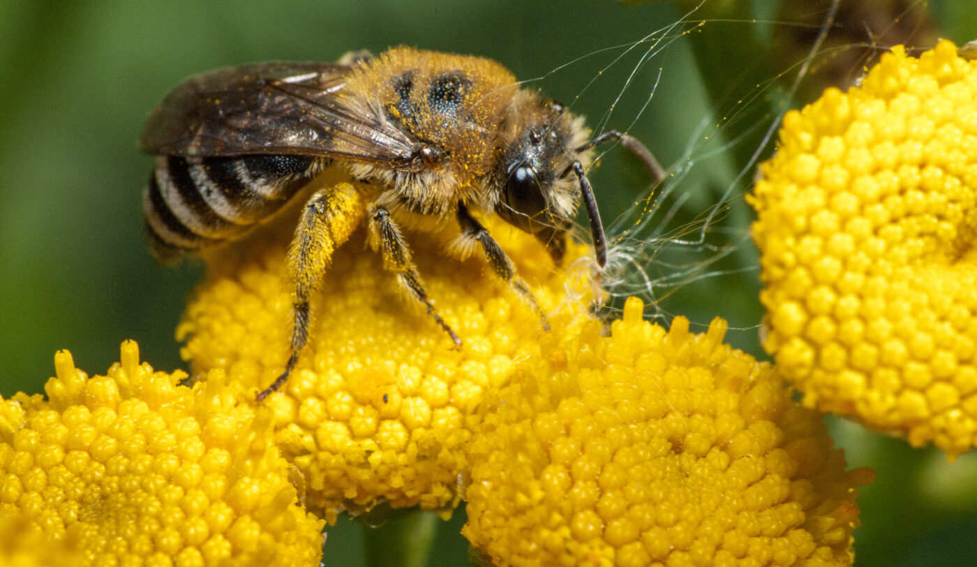 2020-0-18 - NSG Hürfeldhalde Dorsten