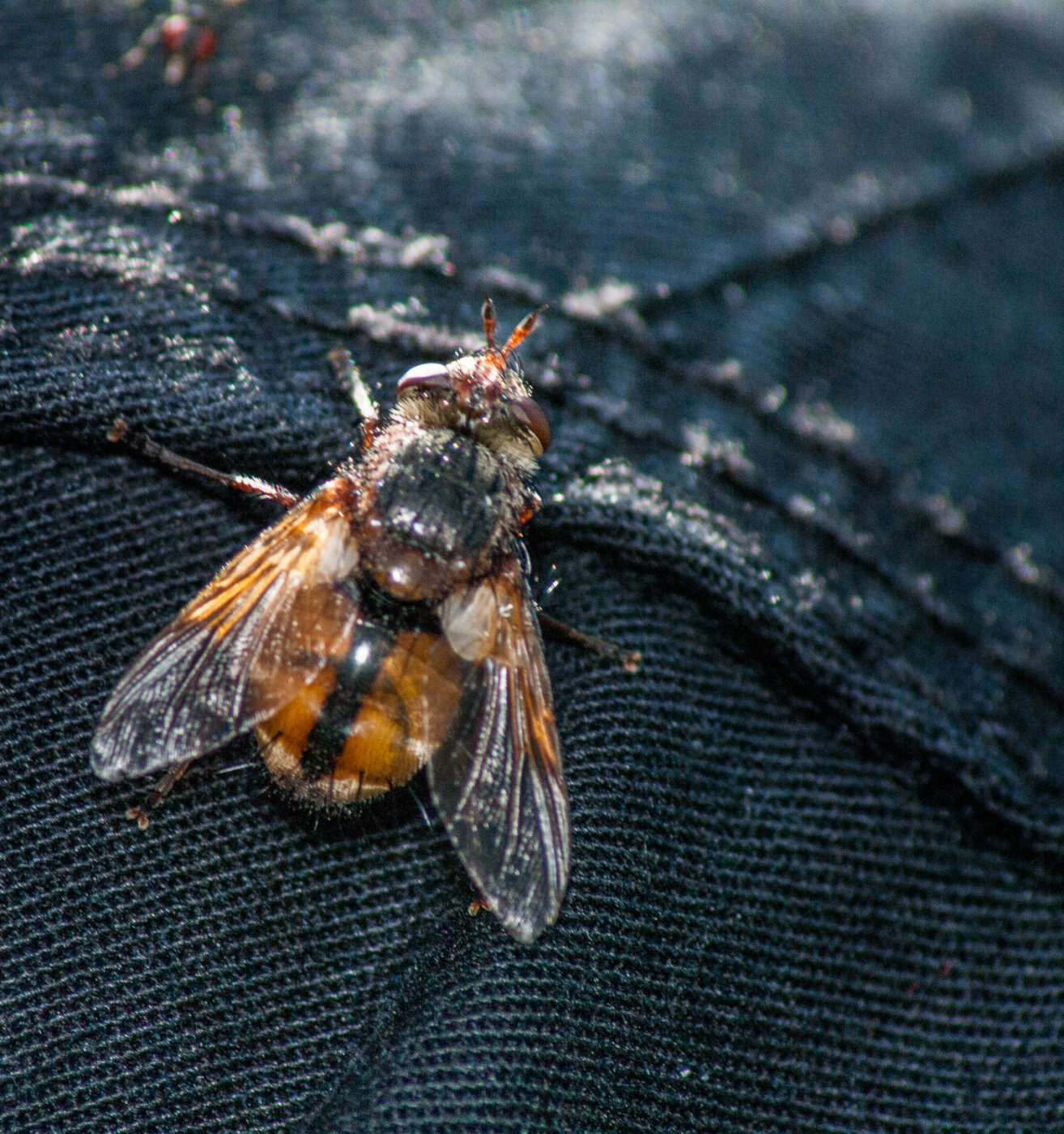 2020-0-18 - NSG Hürfeldhalde Dorsten