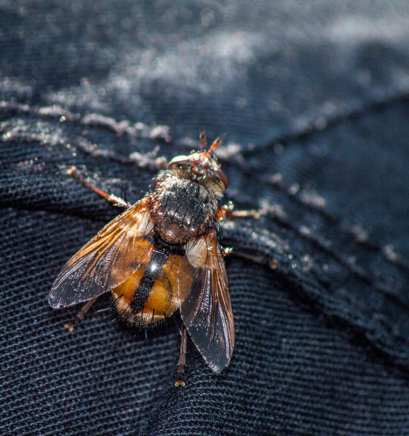 2020-0-18 - NSG Hürfeldhalde Dorsten