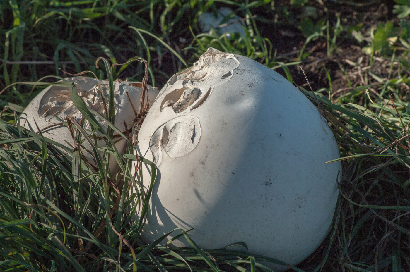 2020-0-18 - NSG Hürfeldhalde Dorsten