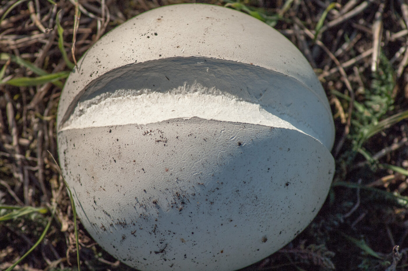 2020-0-18 - NSG Hürfeldhalde Dorsten