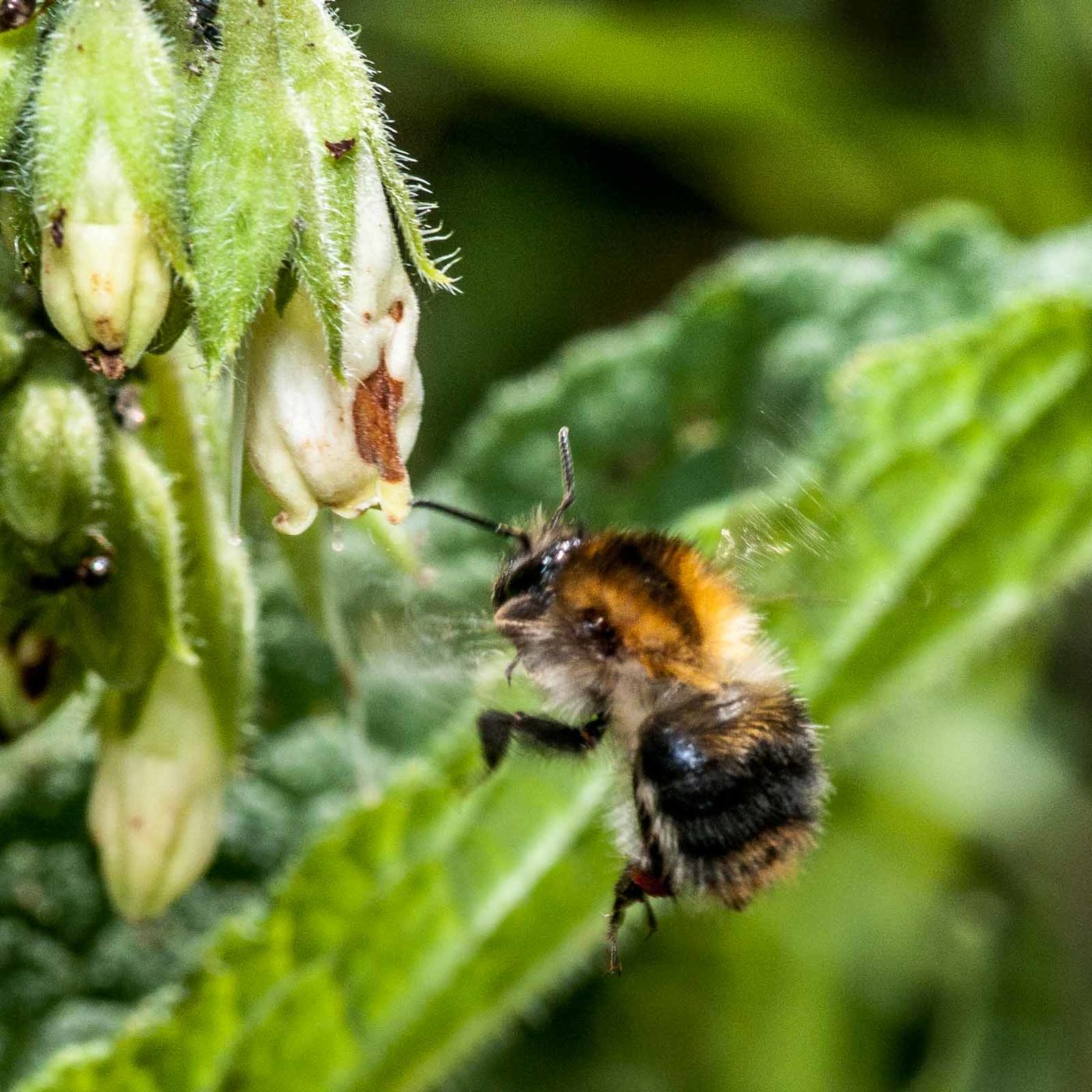 2020-05-26 - NSG Resser Wald und Emscherbruch