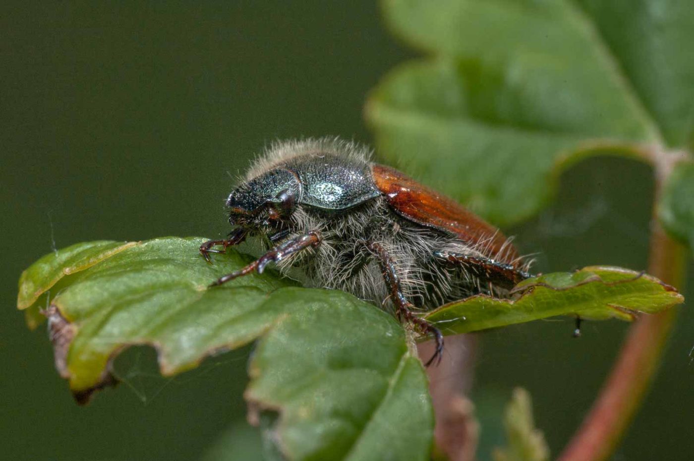 2020-05-26 - NSG Resser Wald und Emscherbruch