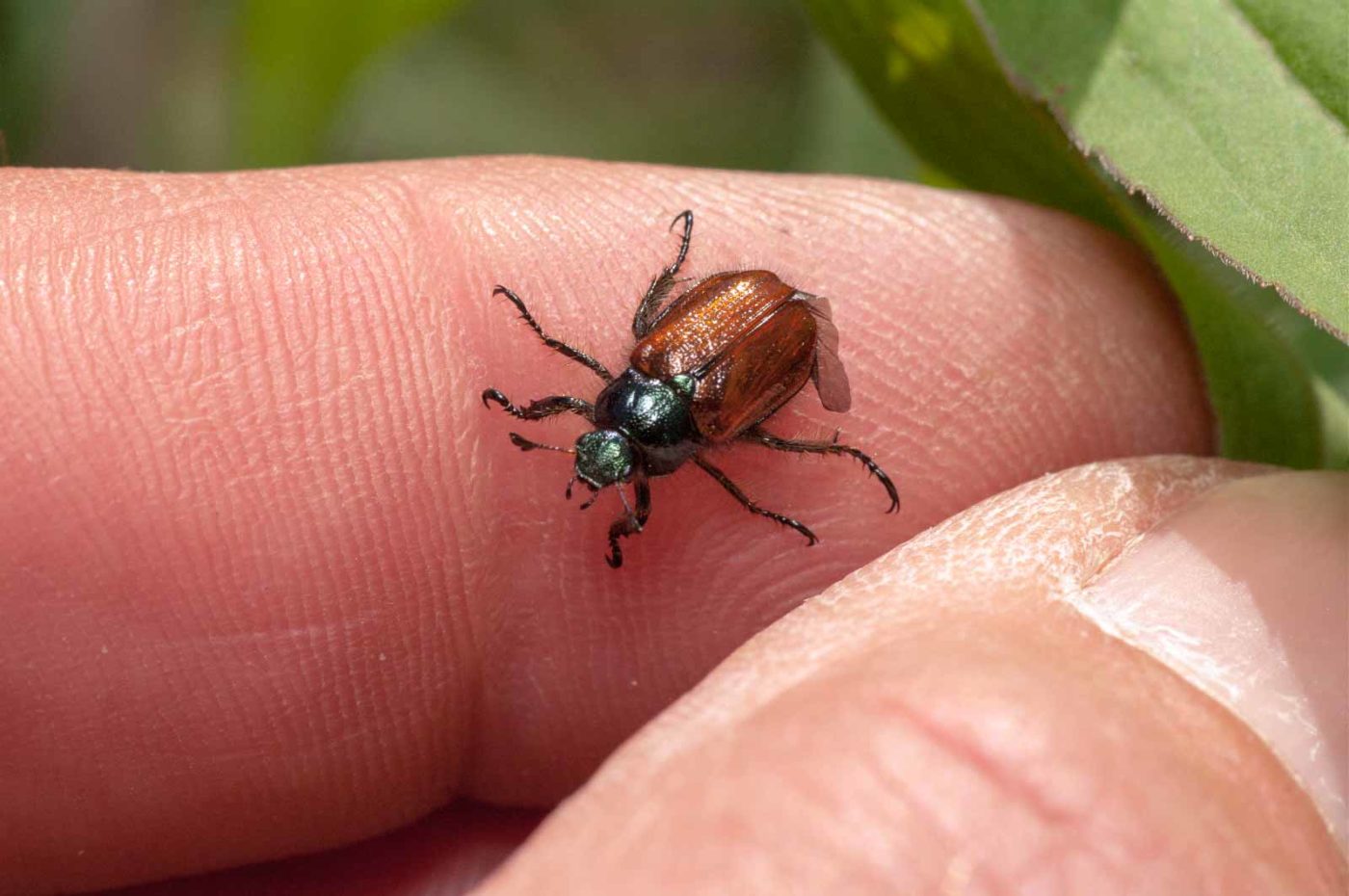2020-05-26 - NSG Resser Wald und Emscherbruch
