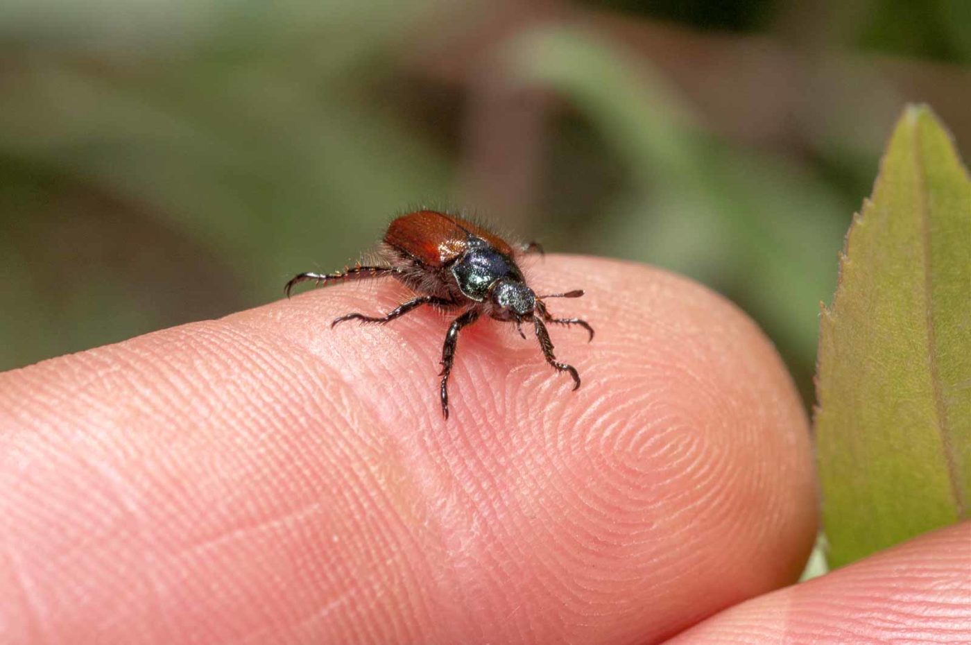 2020-05-26 - NSG Resser Wald und Emscherbruch