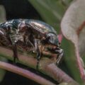 2020-05-26 - NSG Resser Wald und Emscherbruch