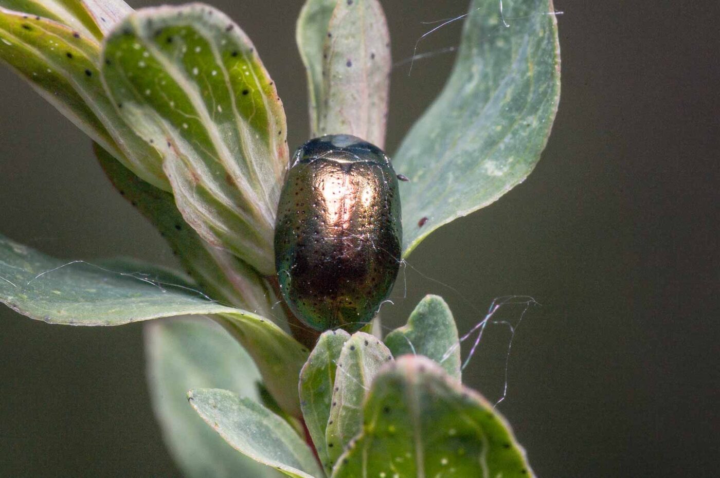 2020-05-26 - NSG Resser Wald und Emscherbruch