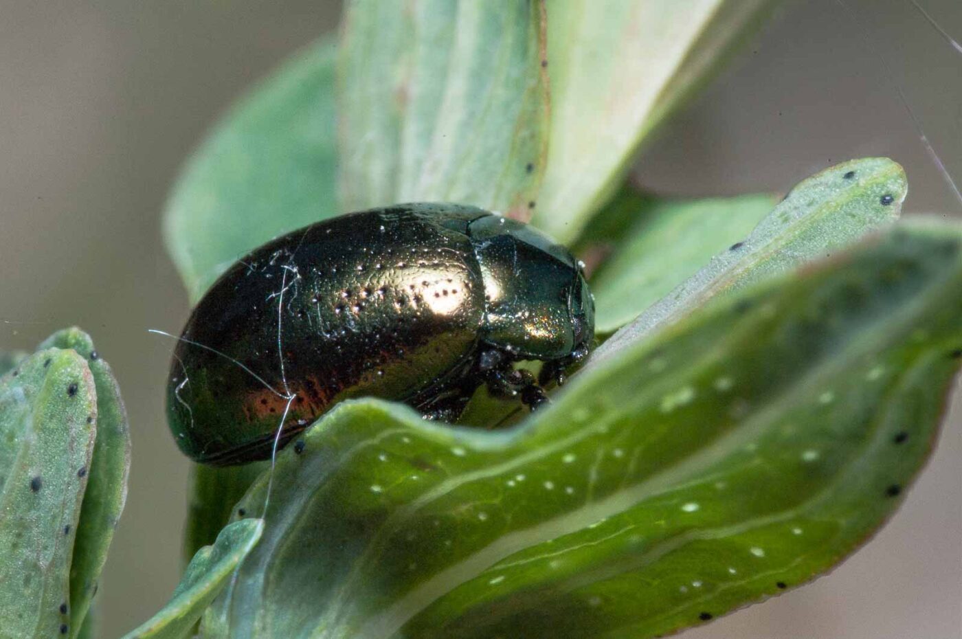 2020-05-26 - NSG Resser Wald und Emscherbruch