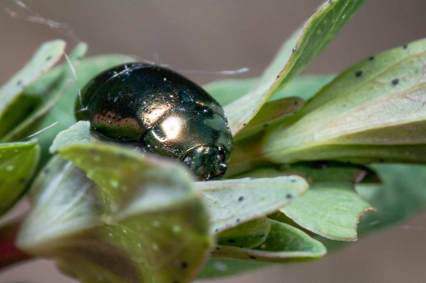 2020-05-26 - NSG Resser Wald und Emscherbruch