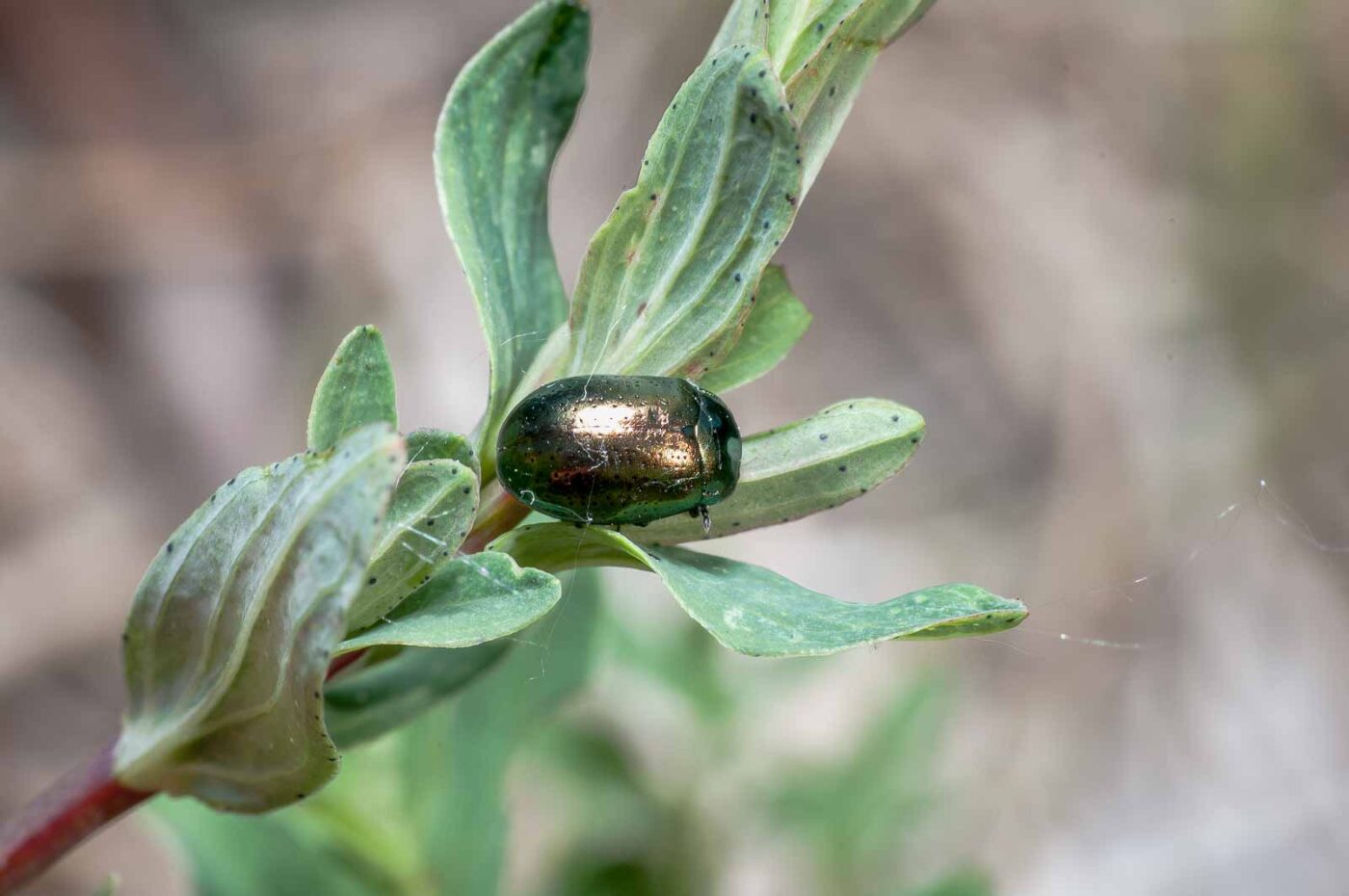 2020-05-26 - NSG Resser Wald und Emscherbruch