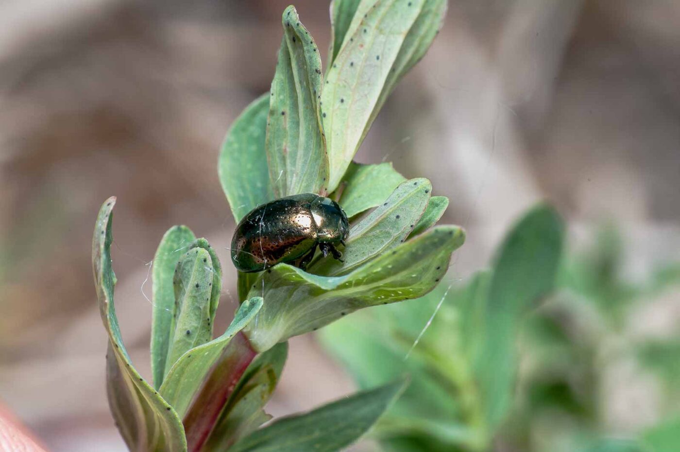 2020-05-26 - NSG Resser Wald und Emscherbruch