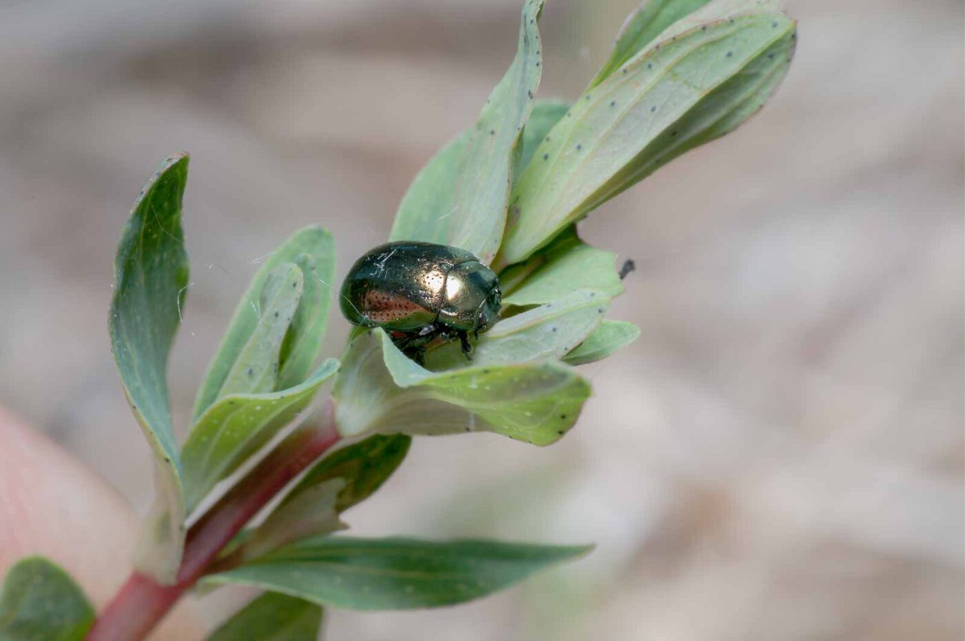 2020-05-26 - NSG Resser Wald und Emscherbruch