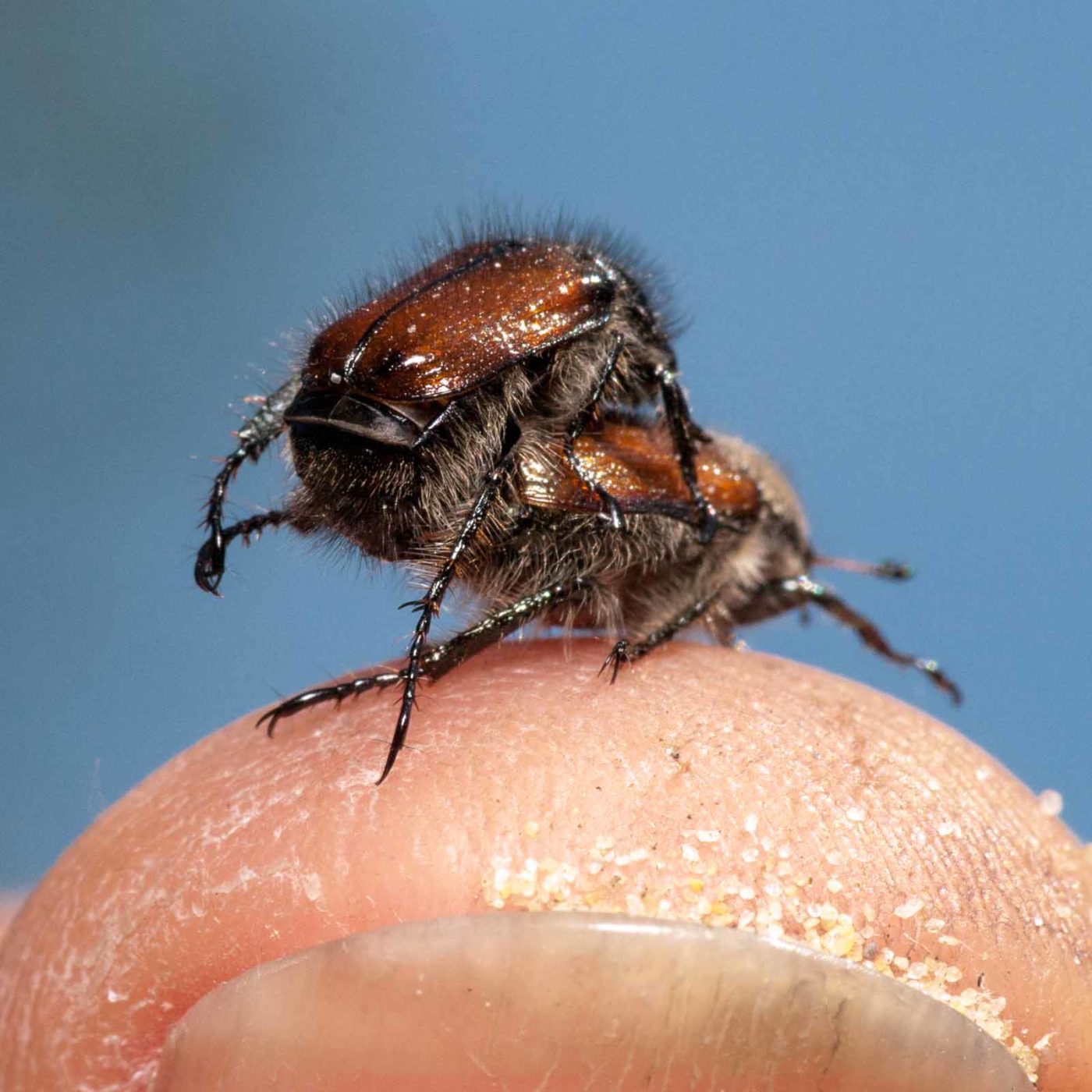 2020-05-26 - NSG Resser Wald und Emscherbruch