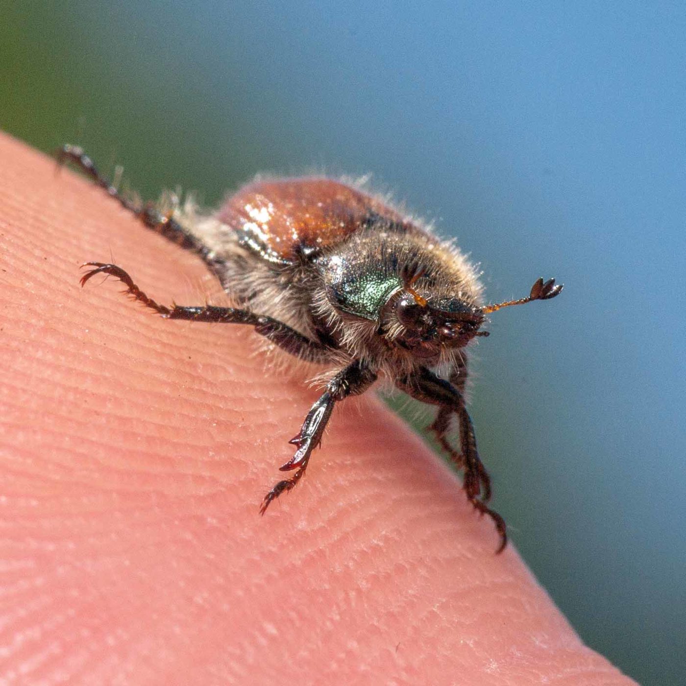 2020-05-26 - NSG Resser Wald und Emscherbruch