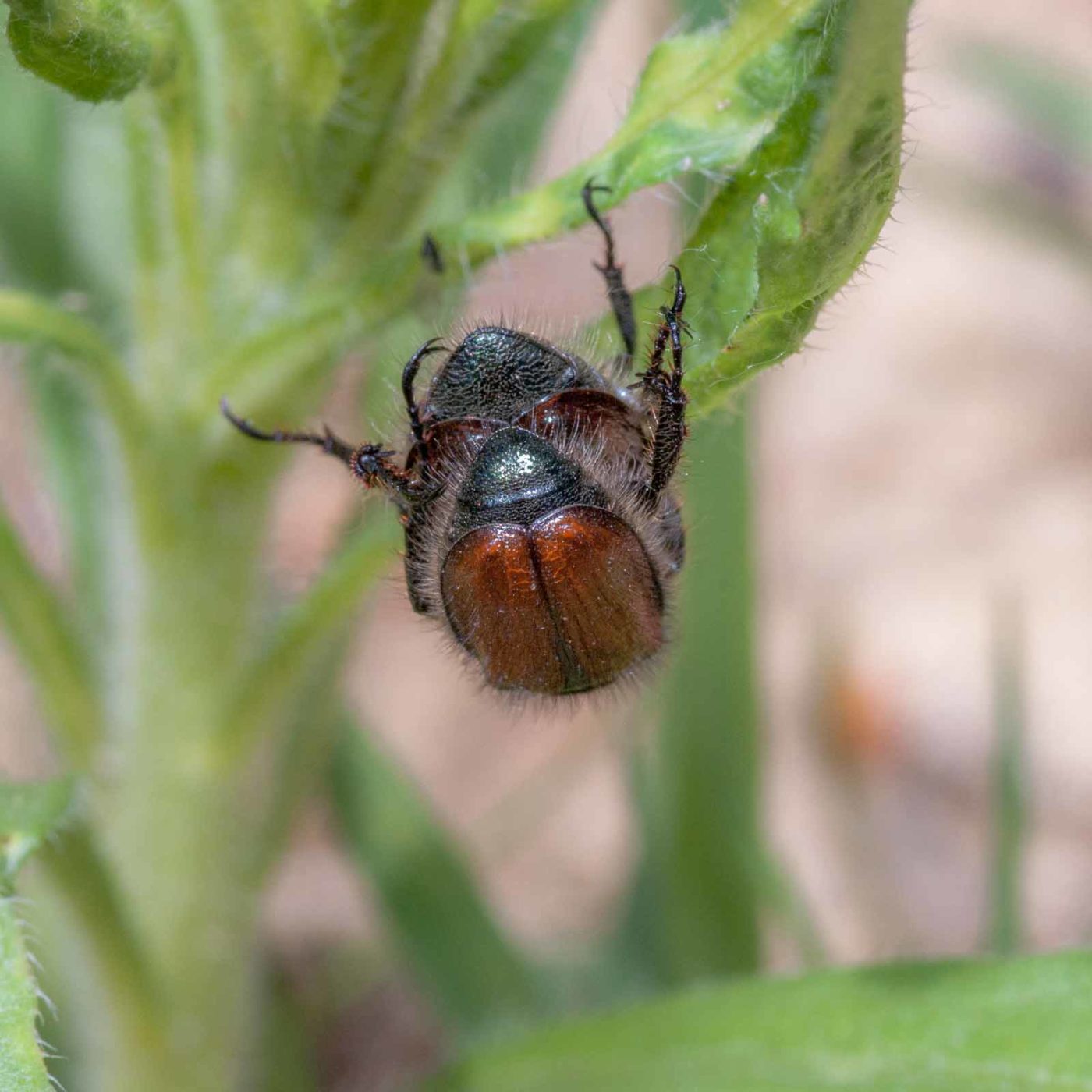 2020-05-26 - NSG Resser Wald und Emscherbruch