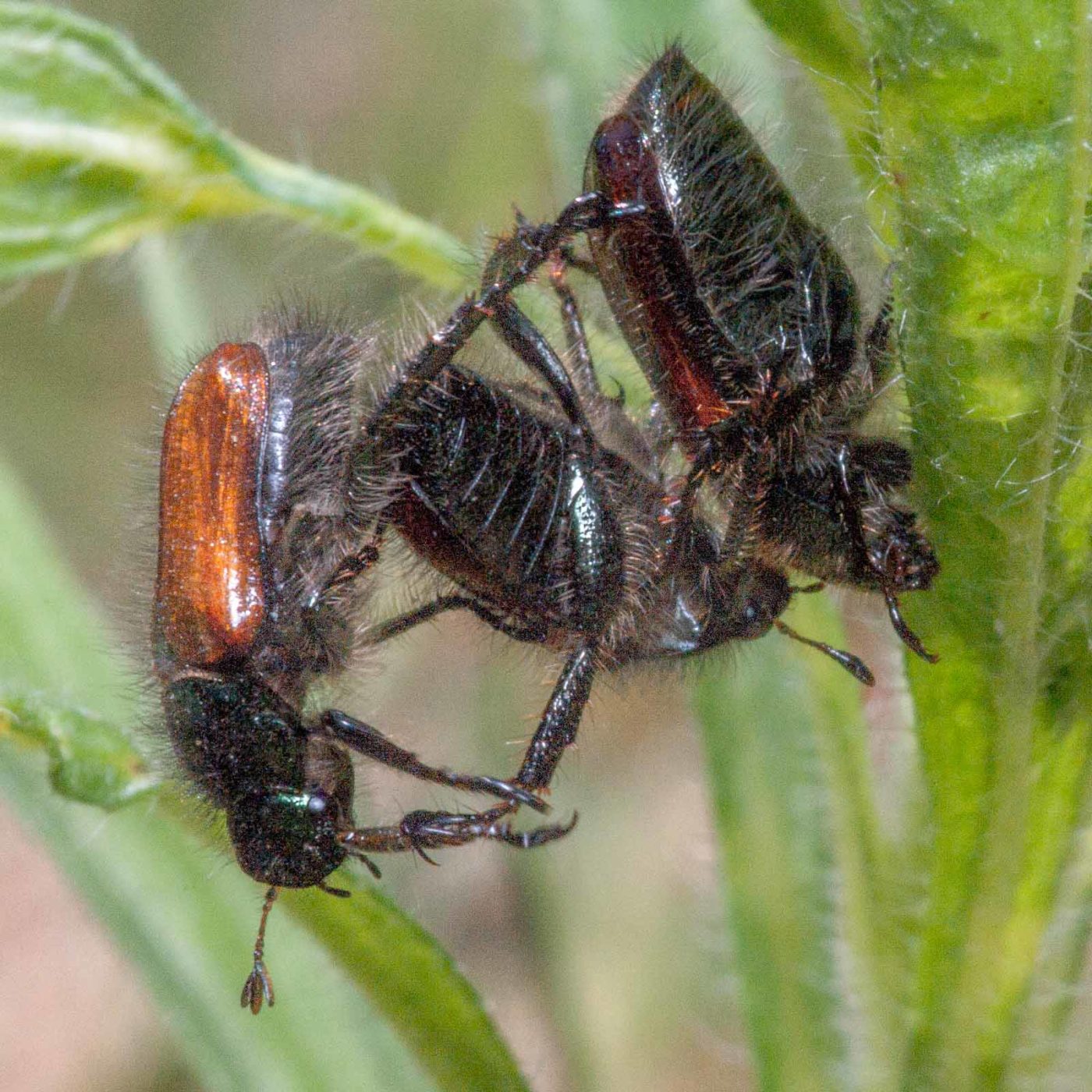2020-05-26 - NSG Resser Wald und Emscherbruch