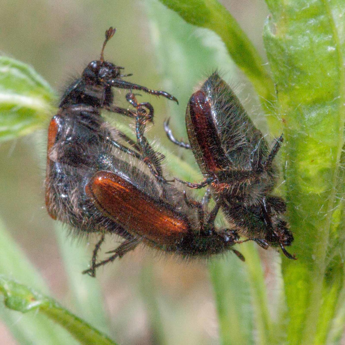 2020-05-26 - NSG Resser Wald und Emscherbruch