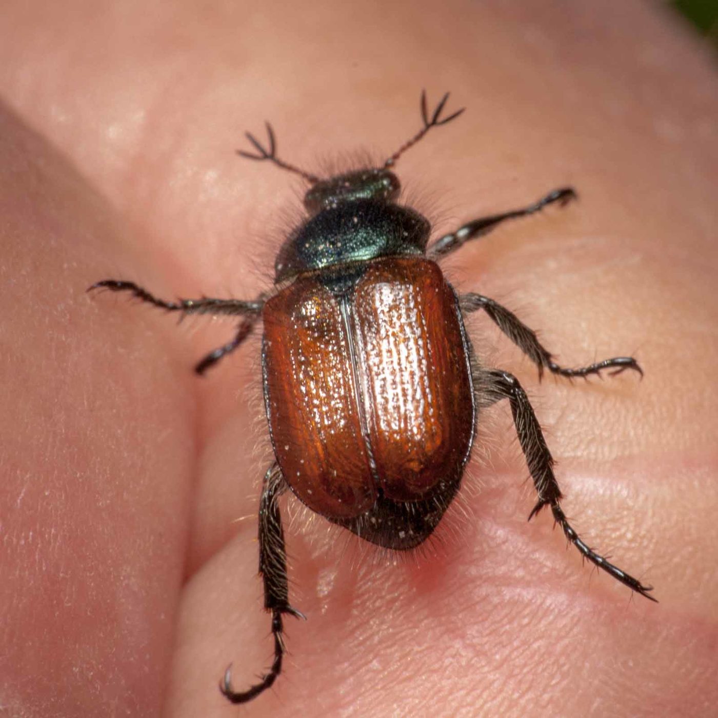 2020-05-26 - NSG Resser Wald und Emscherbruch