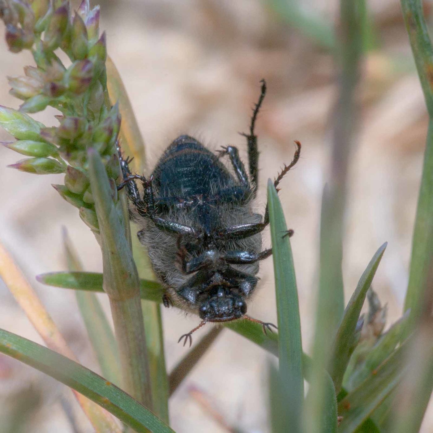 2020-05-26 - NSG Resser Wald und Emscherbruch