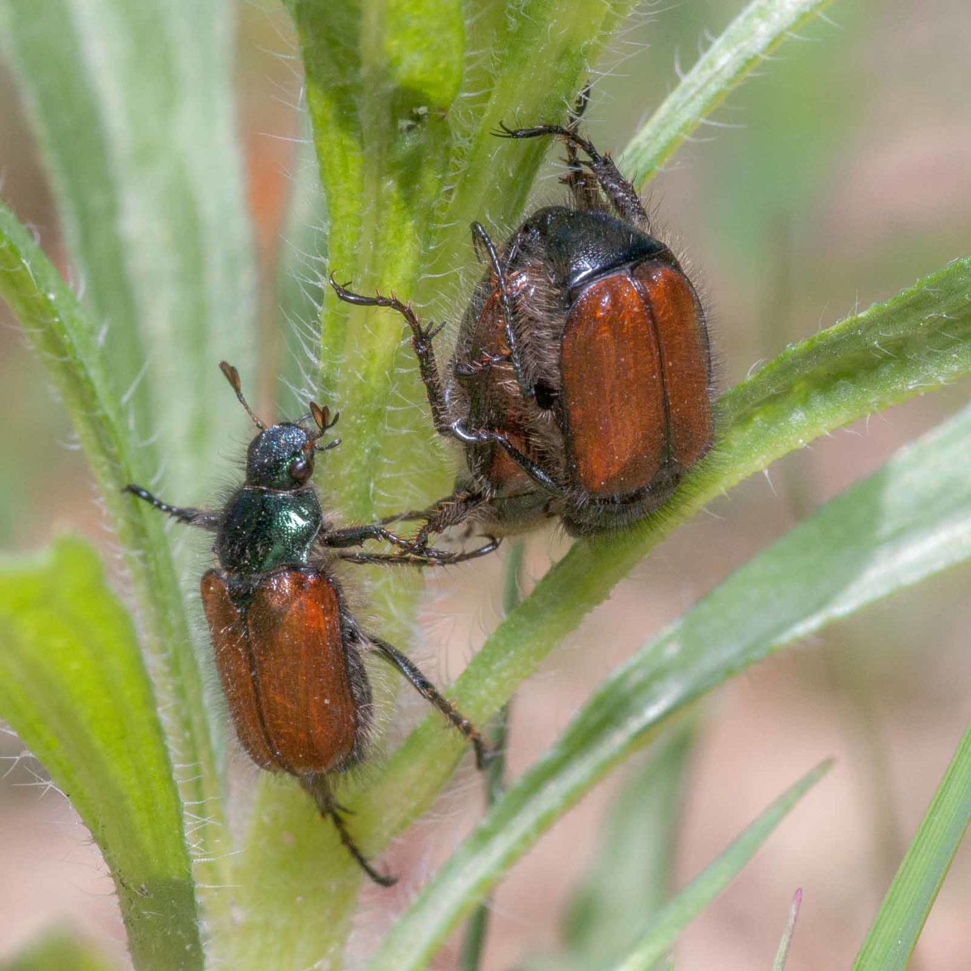 2020-05-26 - NSG Resser Wald und Emscherbruch