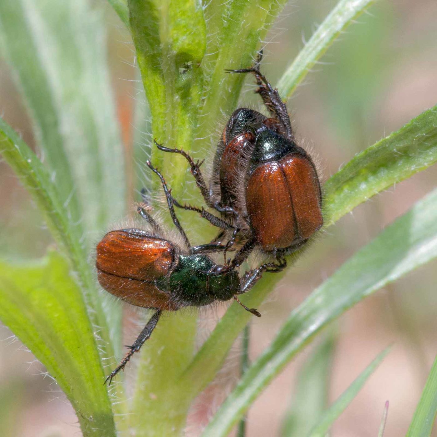 2020-05-26 - NSG Resser Wald und Emscherbruch