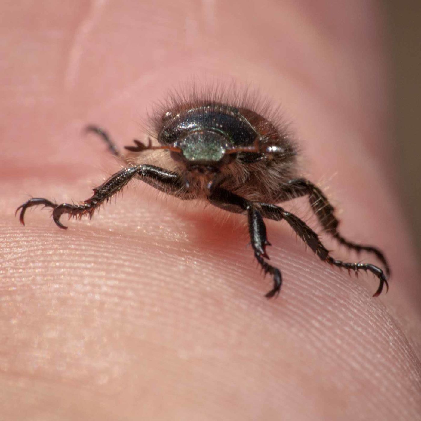 2020-05-26 - NSG Resser Wald und Emscherbruch