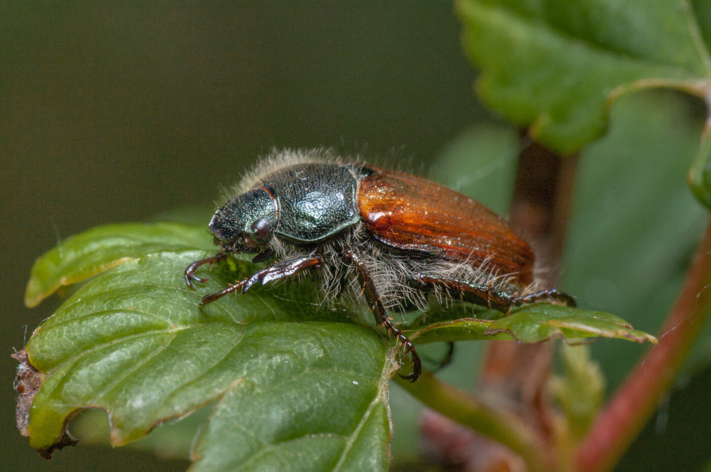 2020-05-26 - NSG Resser Wald und Emscherbruch