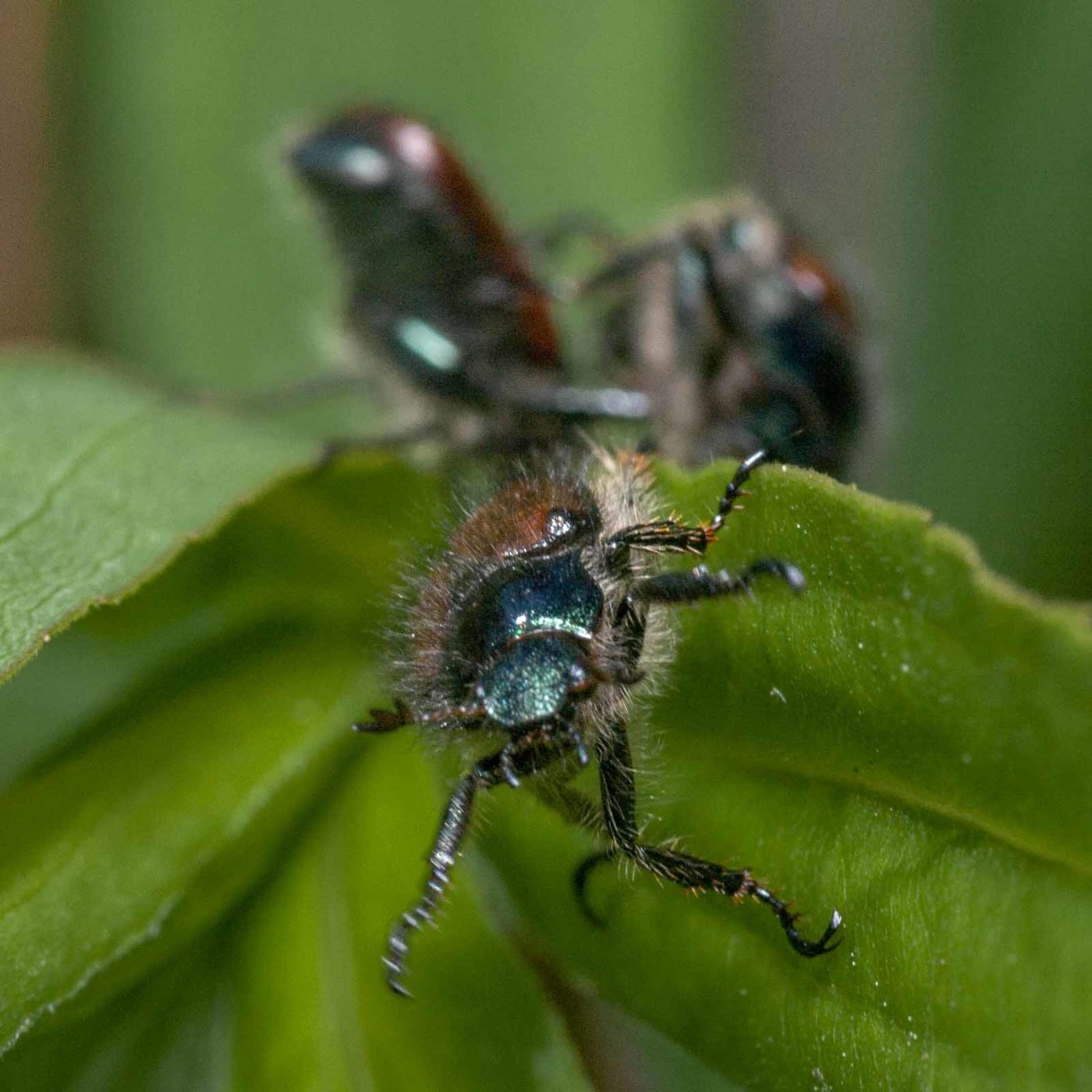 2020-05-26 - NSG Resser Wald und Emscherbruch