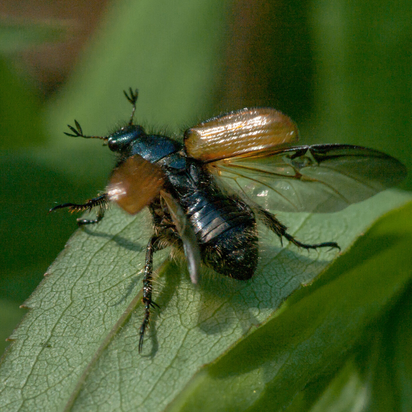2020-05-26 - NSG Resser Wald und Emscherbruch