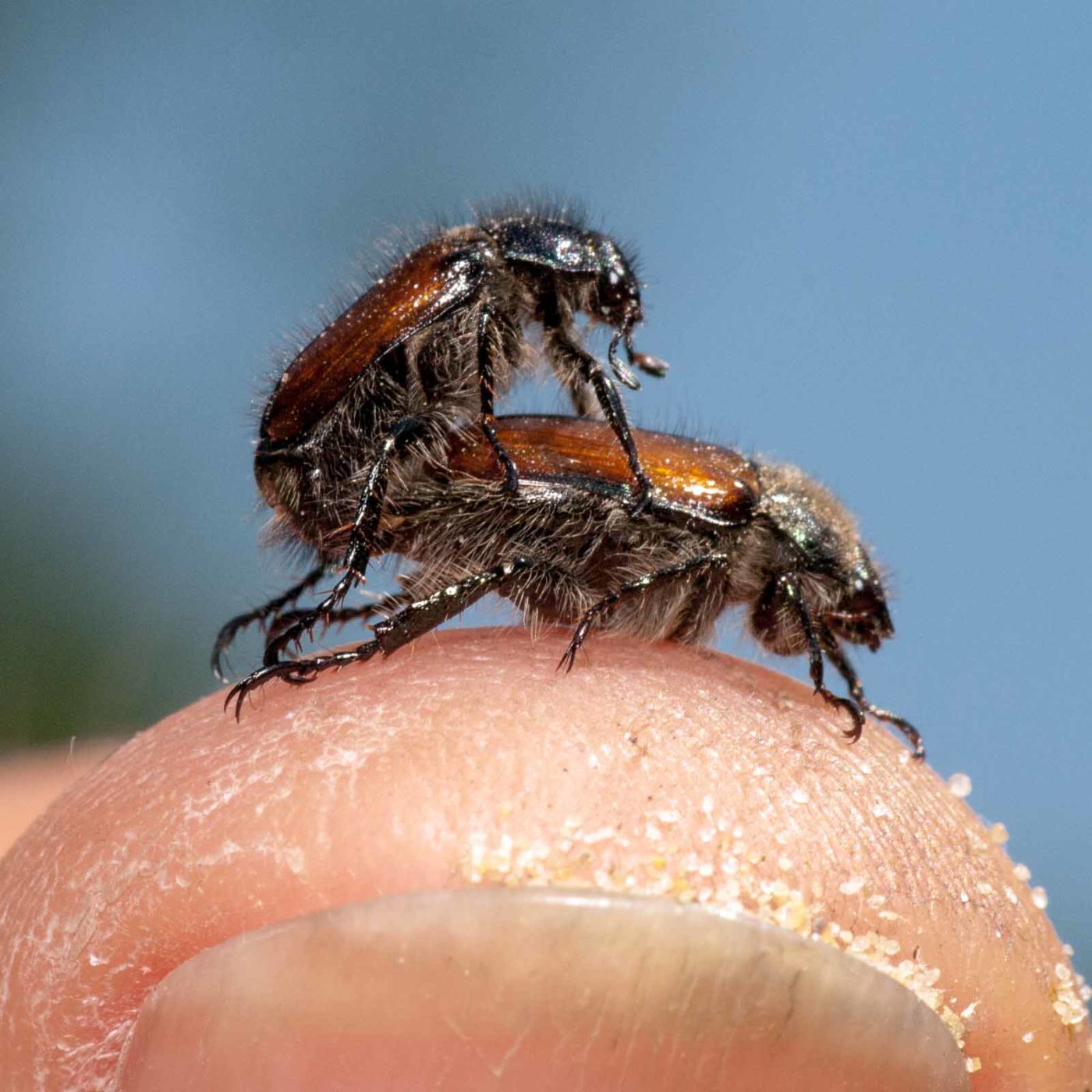 2020-05-26 - NSG Resser Wald und Emscherbruch