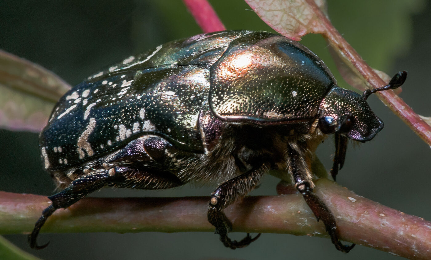 2020-05-26 - NSG Resser Wald und Emscherbruch